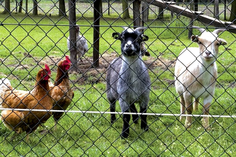 Two chicken and two goats are raised in the black PVC-coated chain link fence.