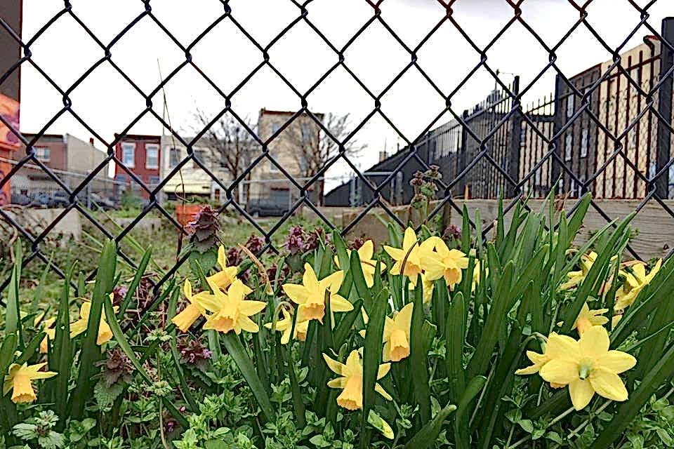 Many flowers are planted in a house yard enclosed by chain link fence.