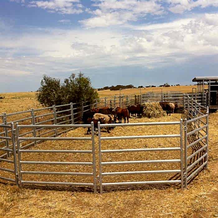 Several cattle are raised in cattle panels.