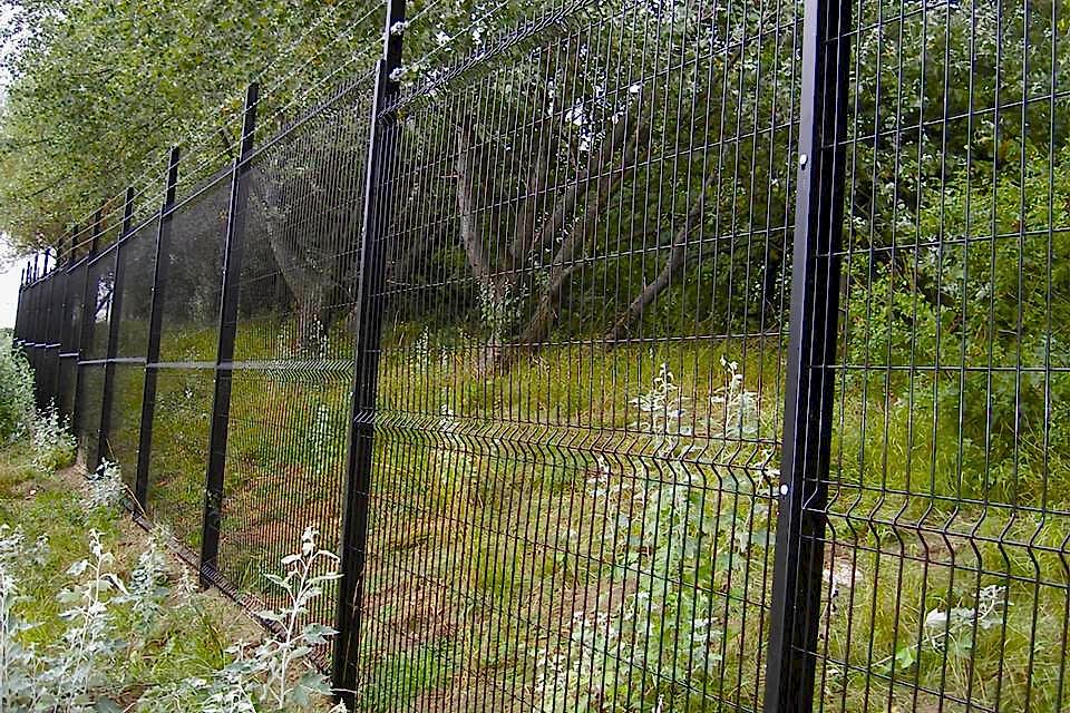 Many fruit trees are planted in the yard enclosed by curvy welded fence