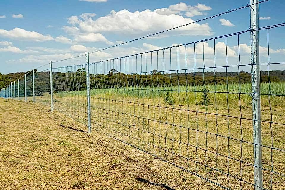 Maize seeding is planted in the farmland and surrounded by hinge joint knot agricultural fence.