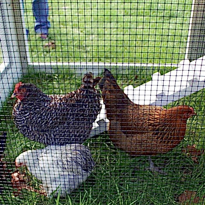 Three chicken in the chicken coop made of welded wire mesh rolls